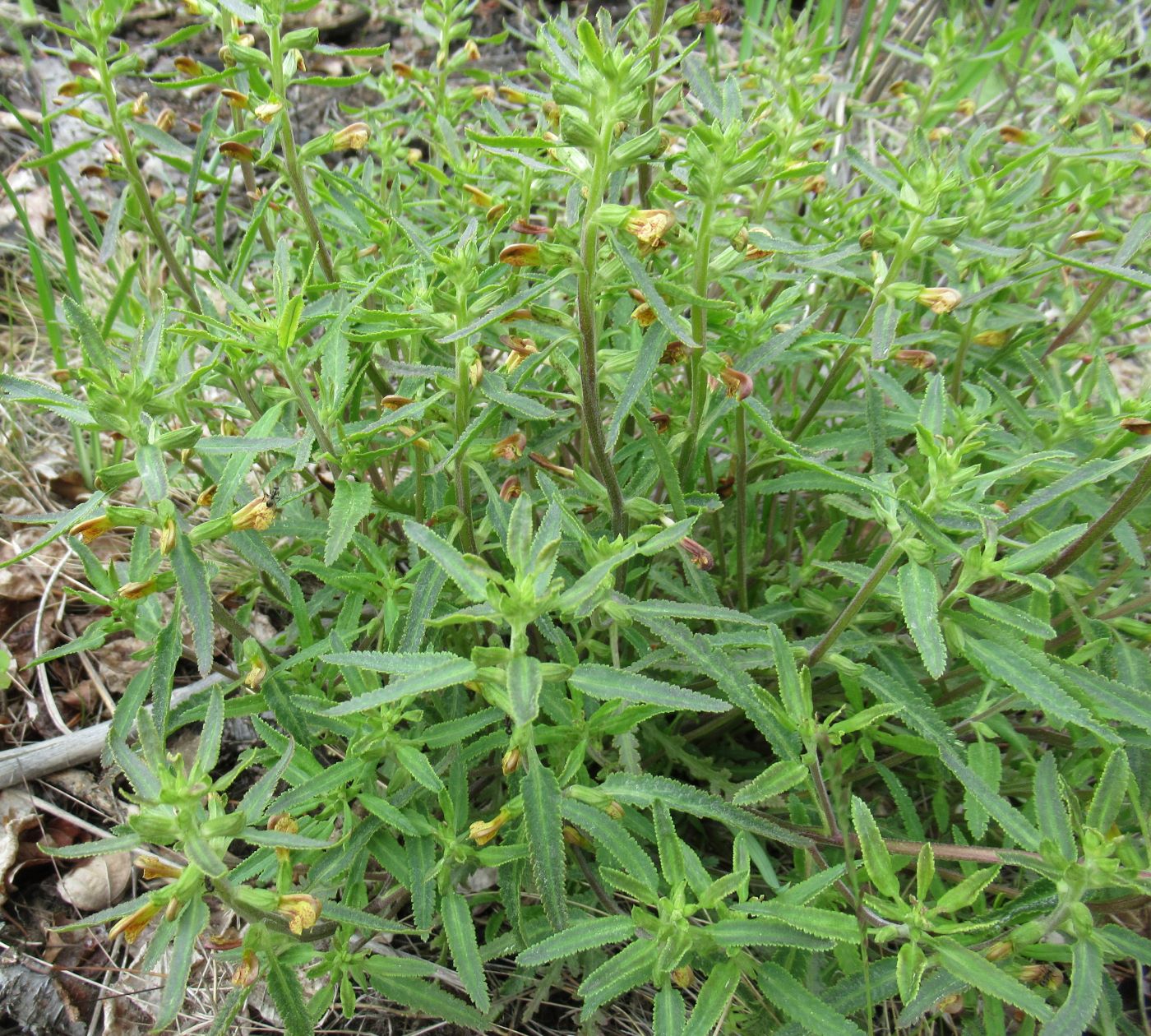 Image of Pedicularis labradorica specimen.