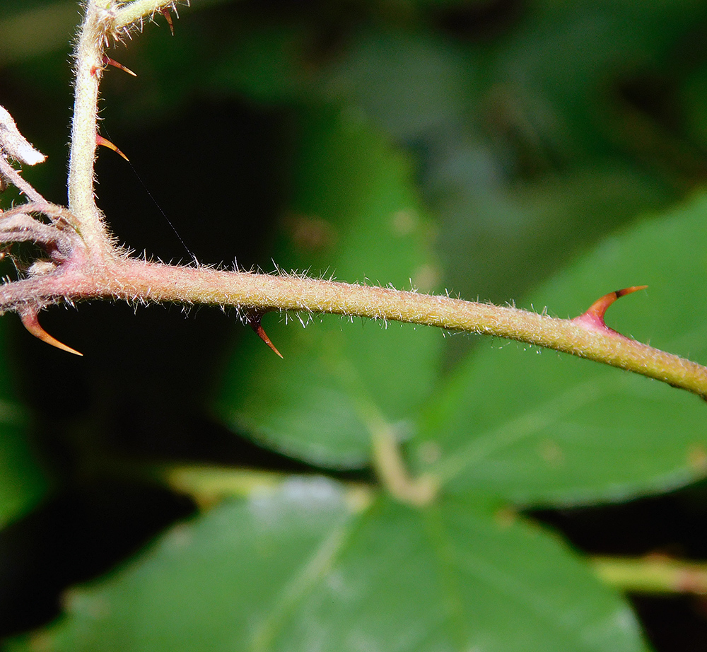 Изображение особи Rubus ibericus.