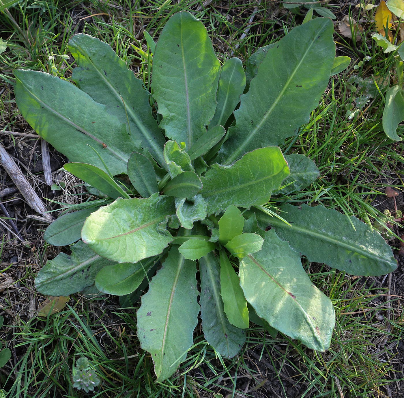 Изображение особи семейство Asteraceae.