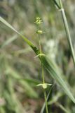 Cruciata pedemontana