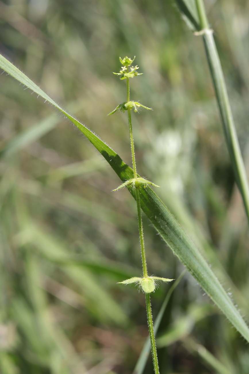 Изображение особи Cruciata pedemontana.