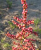 Rumex thyrsiflorus. Соцветие. Коми, окр. г. Сыктывкар, долина р. Вычегда, Алёшино, высокий песчаный берег. 15.06.2010.