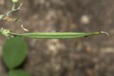 Lathyrus rotundifolius