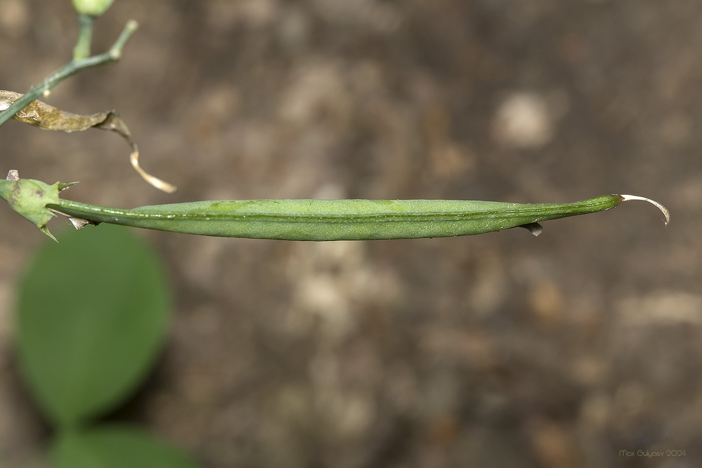 Image of Lathyrus rotundifolius specimen.