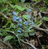 Omphalodes cappadocica. Цветущее растение. Абхазия, Гудаутский р-н, окр. с. Лдза, борт берега высохшего ручья. 11.04.2024.