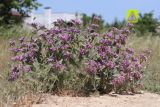 Phlomis taurica