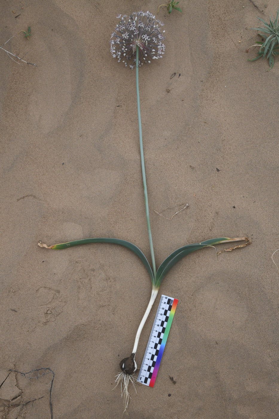 Image of Allium subscabrum specimen.