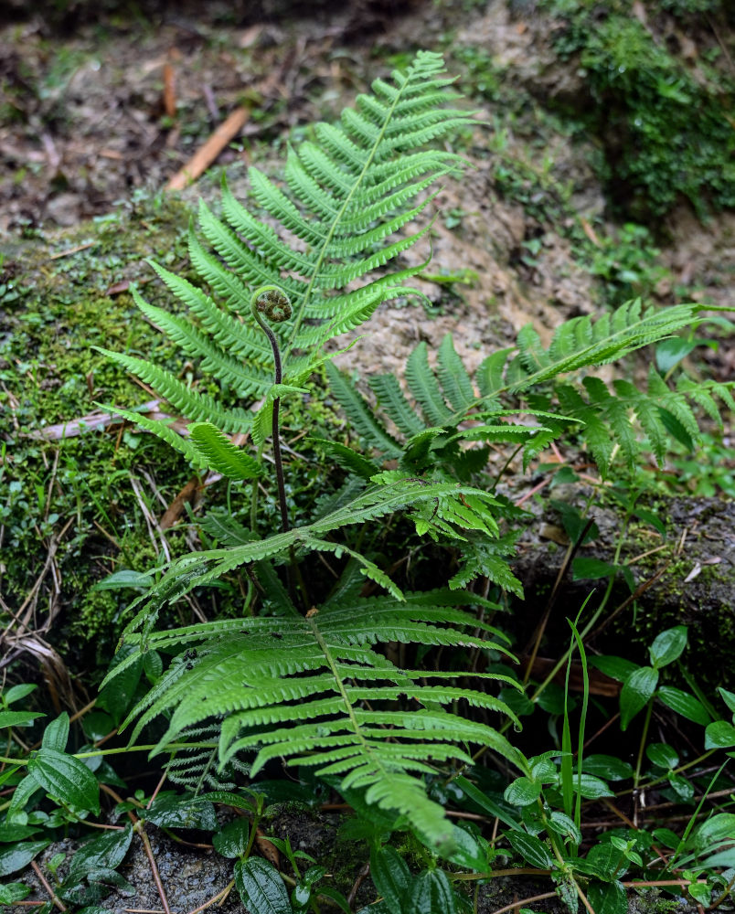 Image of Thelypteris dentata specimen.