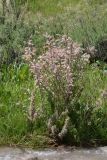 Myricaria squamosa