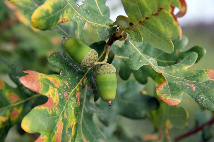 Изображение особи Quercus robur.