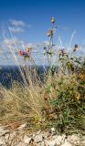 Centaurea apiculata