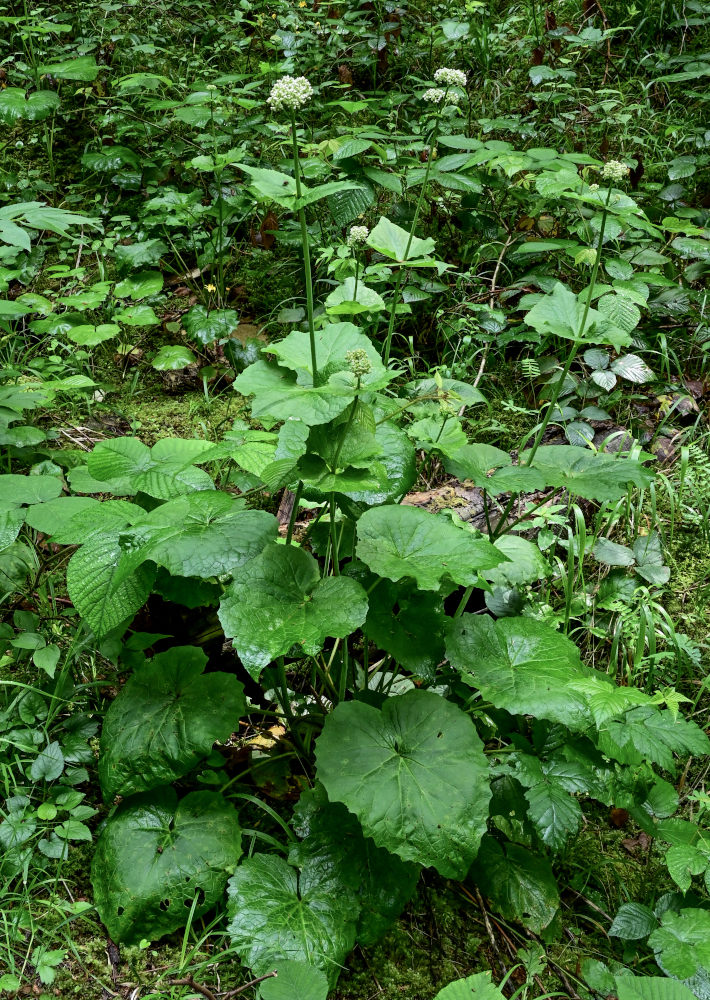 Изображение особи Valeriana alliariifolia.
