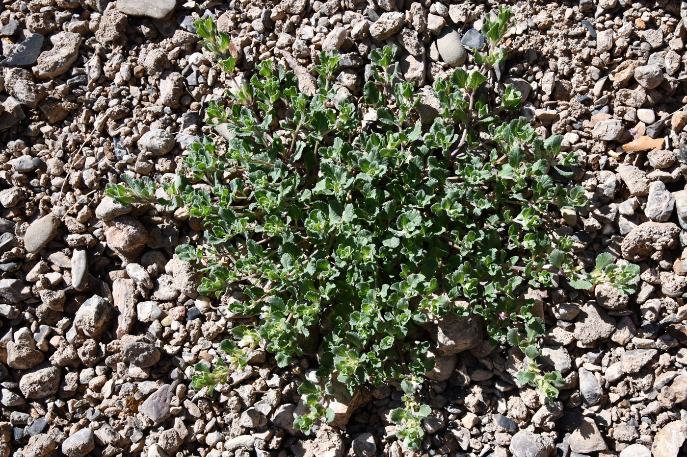 Изображение особи Dracocephalum heterophyllum.