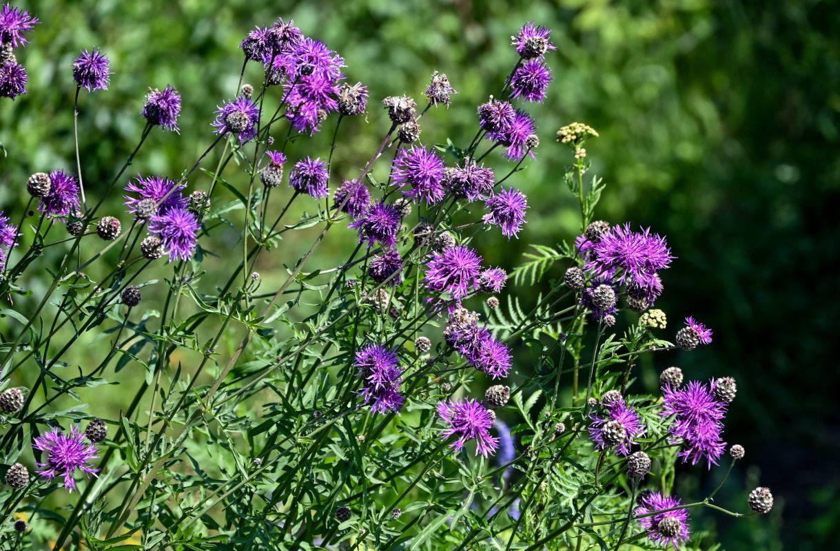 Изображение особи Centaurea scabiosa.