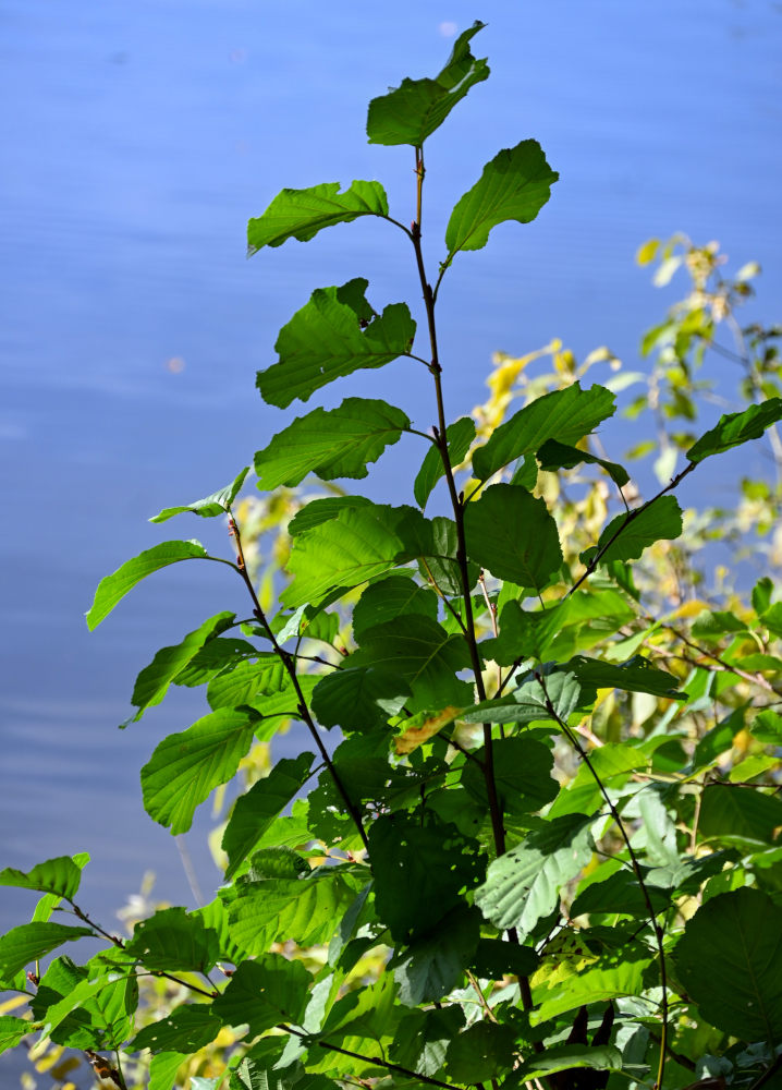 Image of Alnus glutinosa specimen.