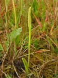 Ophioglossum vulgatum. Спороносящее растение. Нидерланды, провинция Groningen, национальный парк Lauwersmeer, влажная луговина. 28 июня 2008 г.