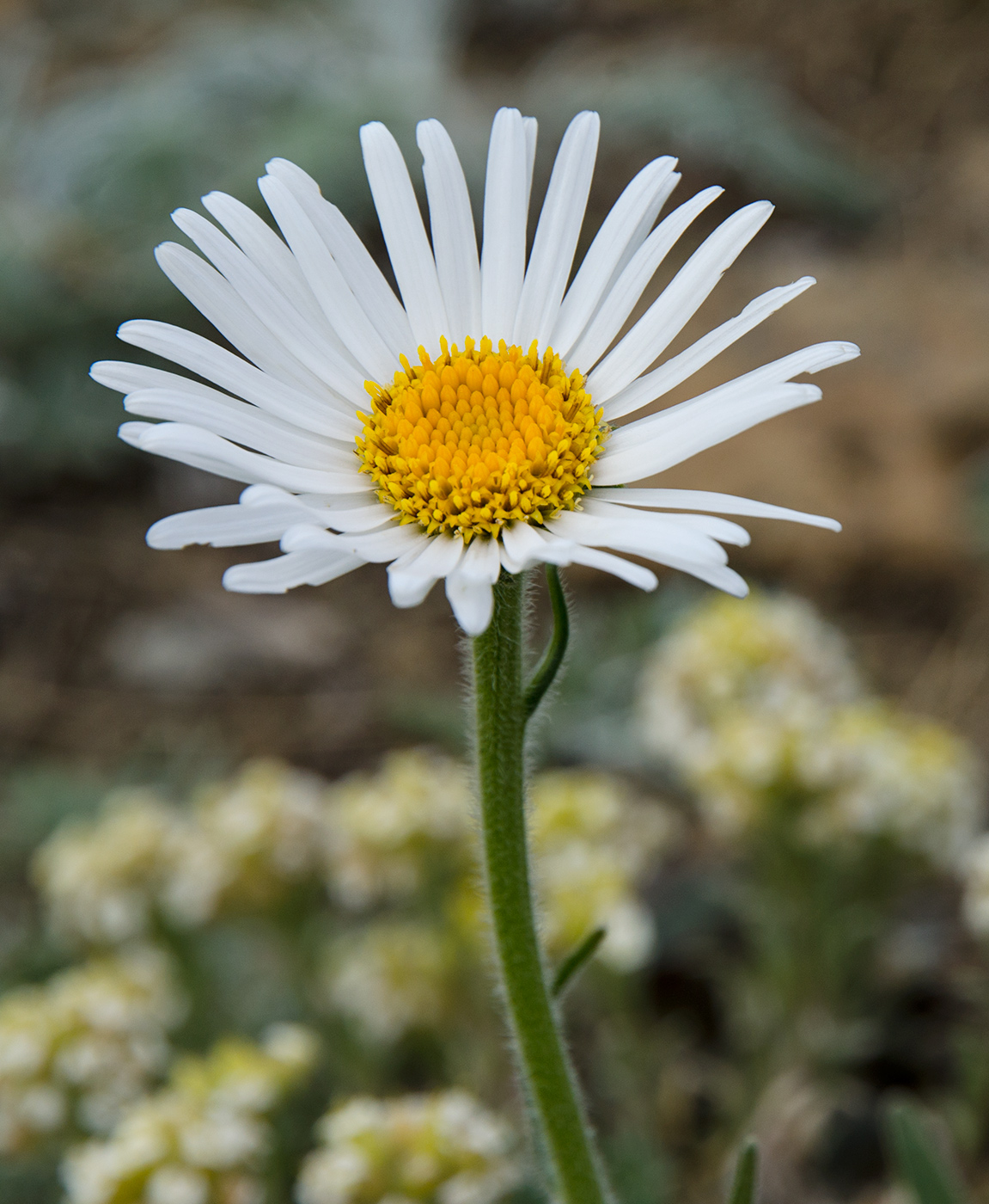 Изображение особи Aster serpentimontanus.