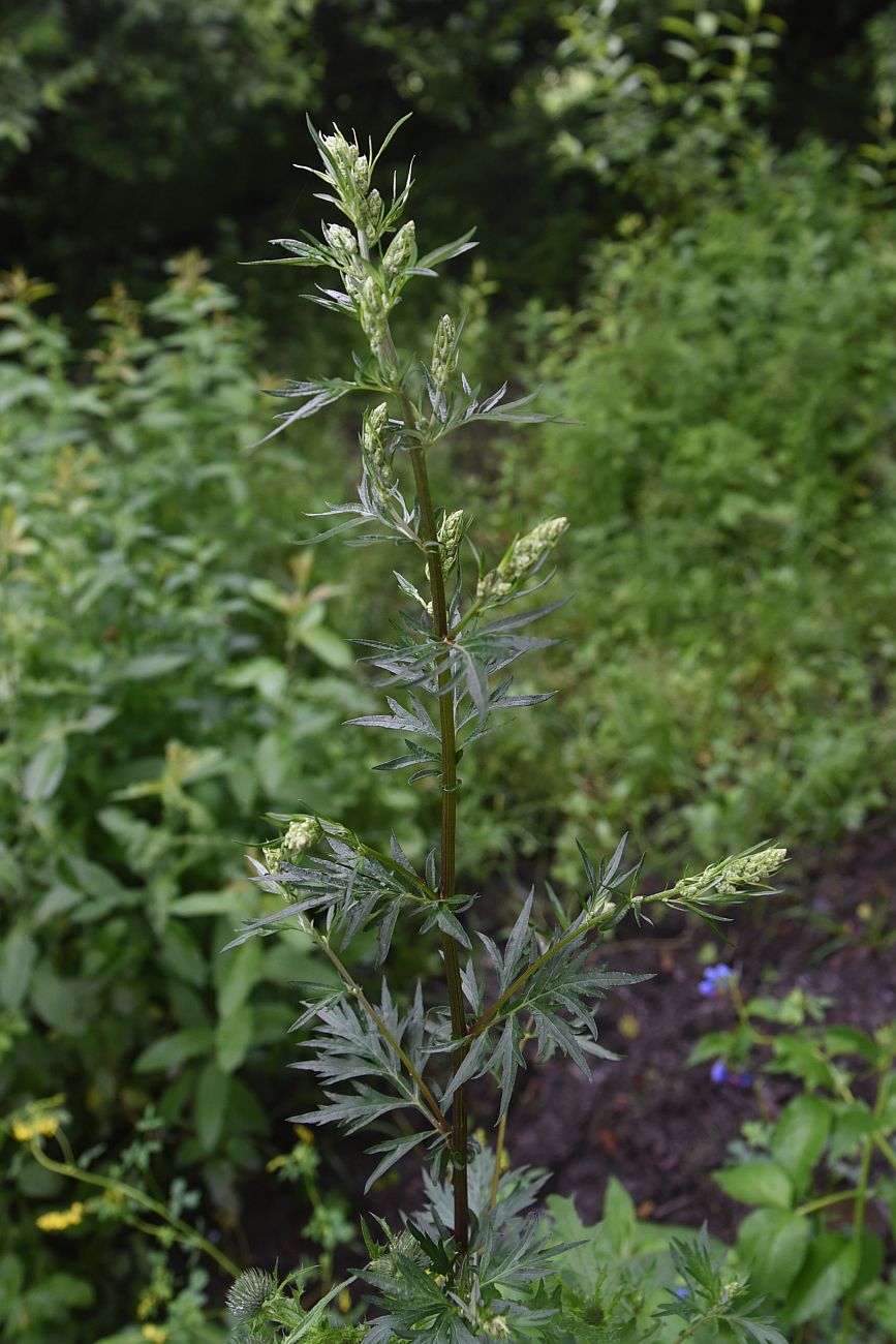 Изображение особи Artemisia vulgaris.