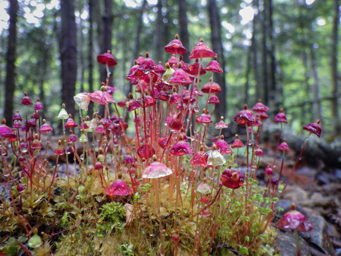 Image of Splachnum rubrum specimen.