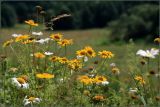 Anthemis tinctoria. Соцветия (рядом – белые соцветия Leucanthemum vulgare). Тульская обл., Дубенский р-н, окр. дер. Ивановка, сухой луг на склоне долины р. Дубна (\"Ивановские бугры\"). 20.07.2008.