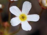 Androsace septentrionalis