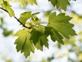 Acer campestre