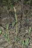 Carex cuspidata