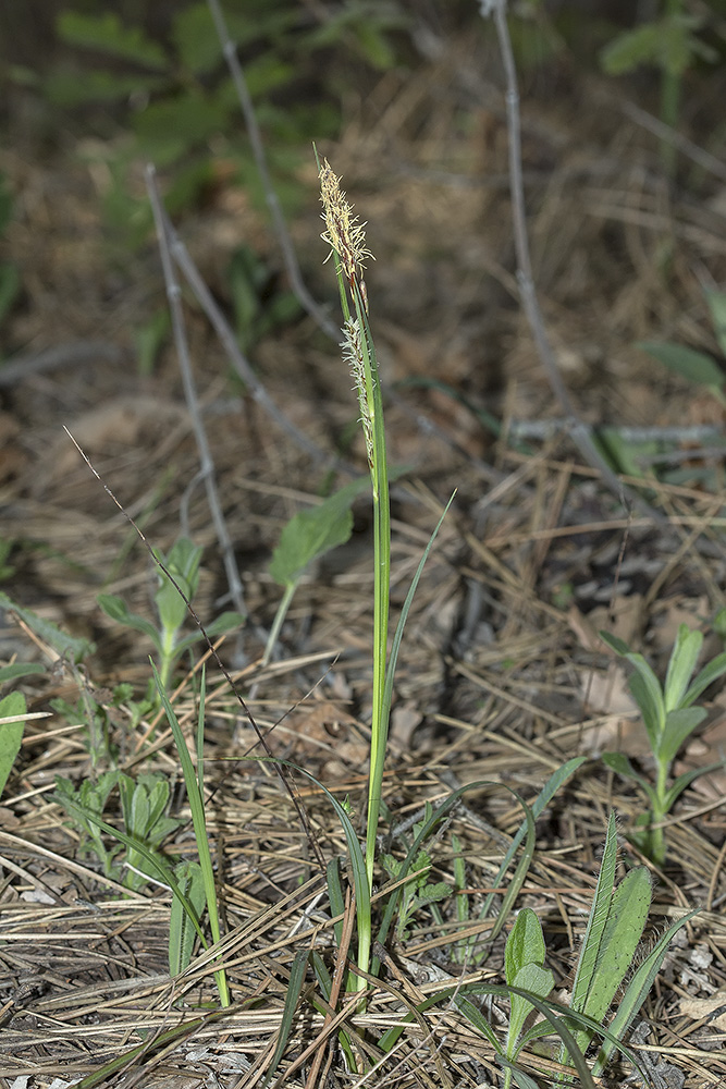 Изображение особи Carex cuspidata.