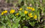 Caltha palustris. Верхушка цветущего растения. Ленинградская обл., Ломоносовский р-н, дол. р. Шингарка, берег р. Фабричная Речка, у уреза воды. 01.05.2025.