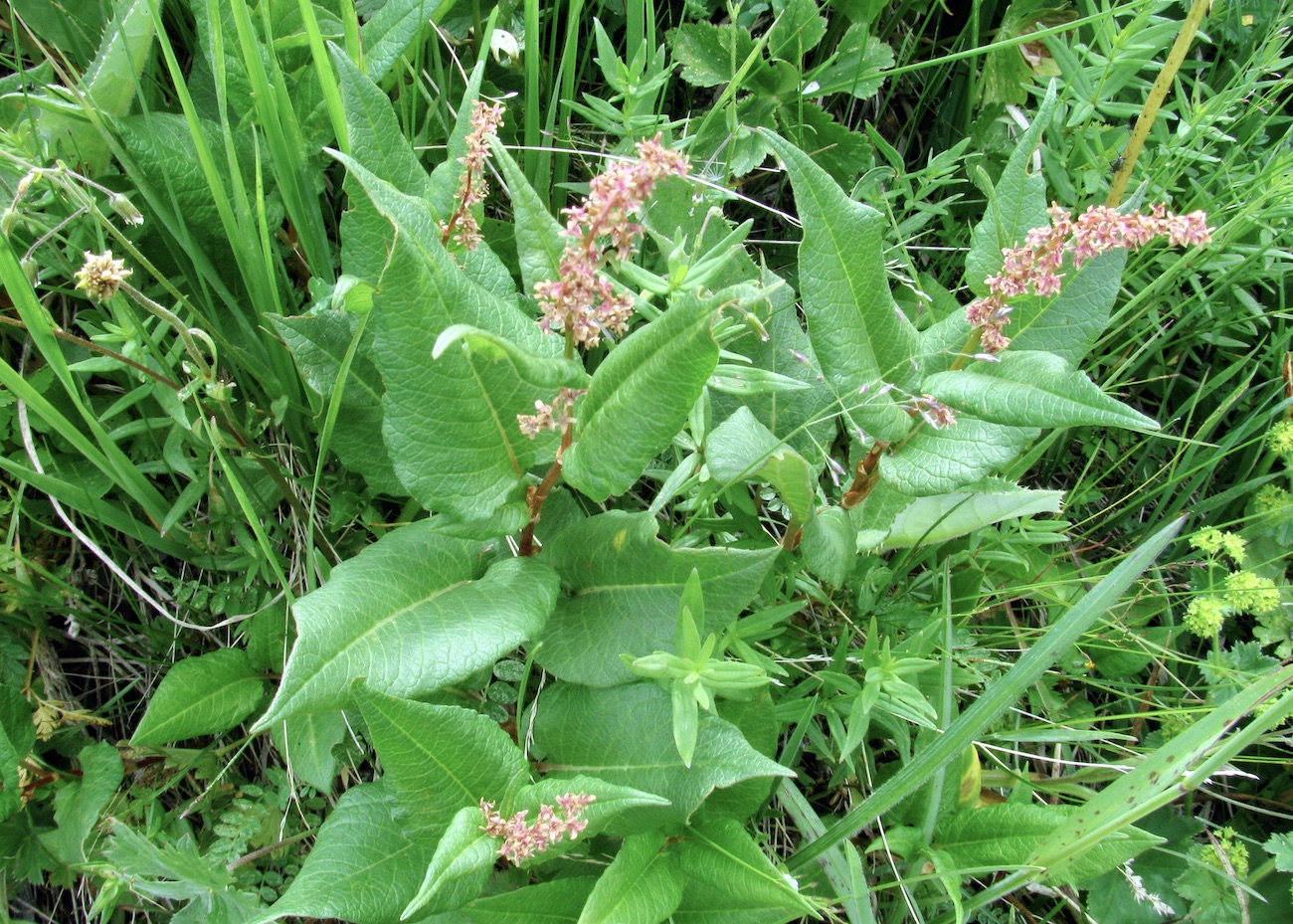 Изображение особи Aconogonon songaricum.