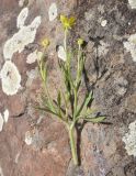 genus Ranunculus. Цветущее растение. Турция, ил Карс, окр. г. Дигор, участок ущелья р. Дигор в 1 км ниже монастыря Хтзконк, левый борт ущелья, луг. 19 мая 2025 г.