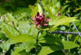 Calycanthus floridus