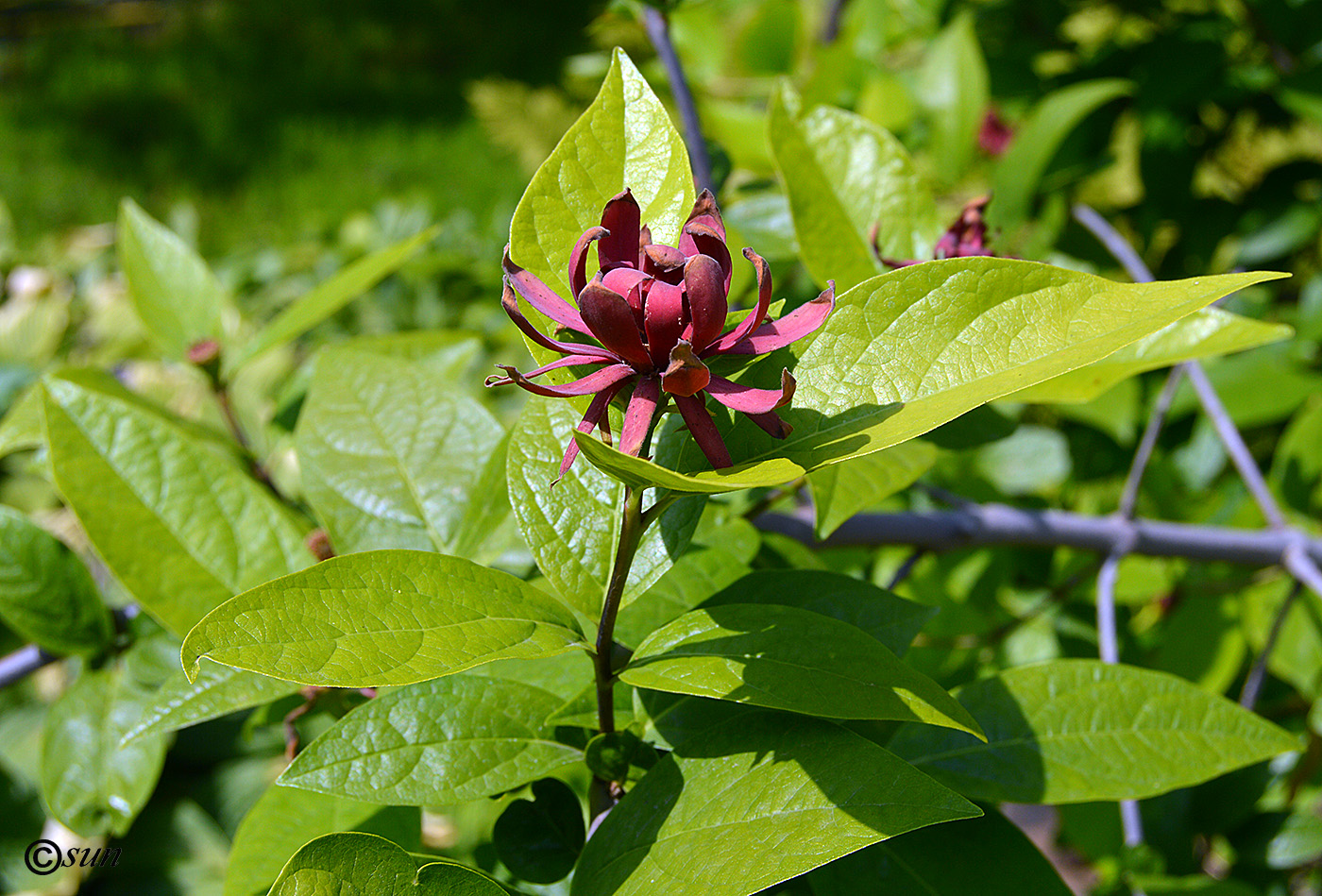 Image of Calycanthus floridus specimen.