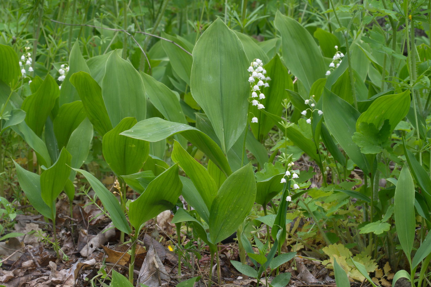 Изображение особи Convallaria majalis.