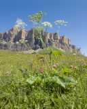 Heracleum asperum