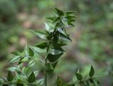 Ruscus aculeatus