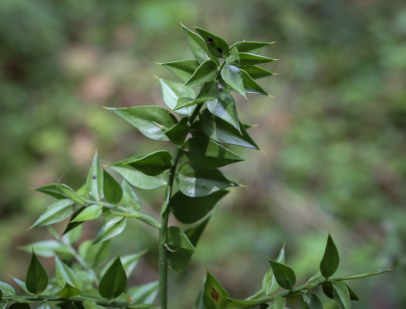 Изображение особи Ruscus aculeatus.