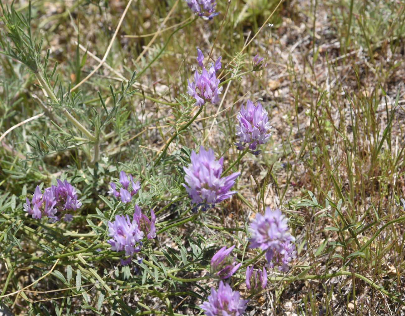 Image of Unknown species specimen.