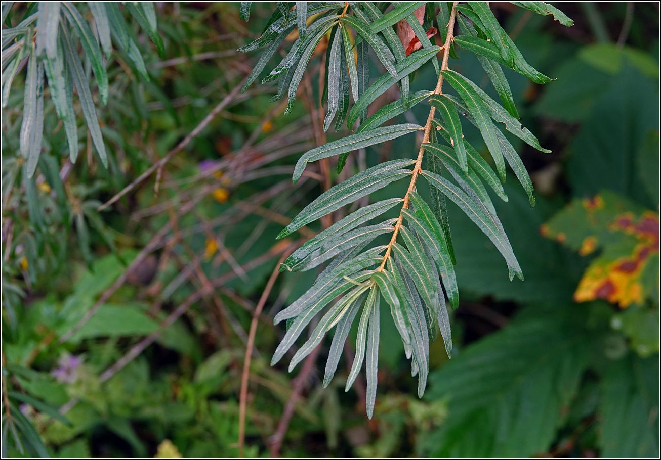 Image of Hippophae rhamnoides specimen.