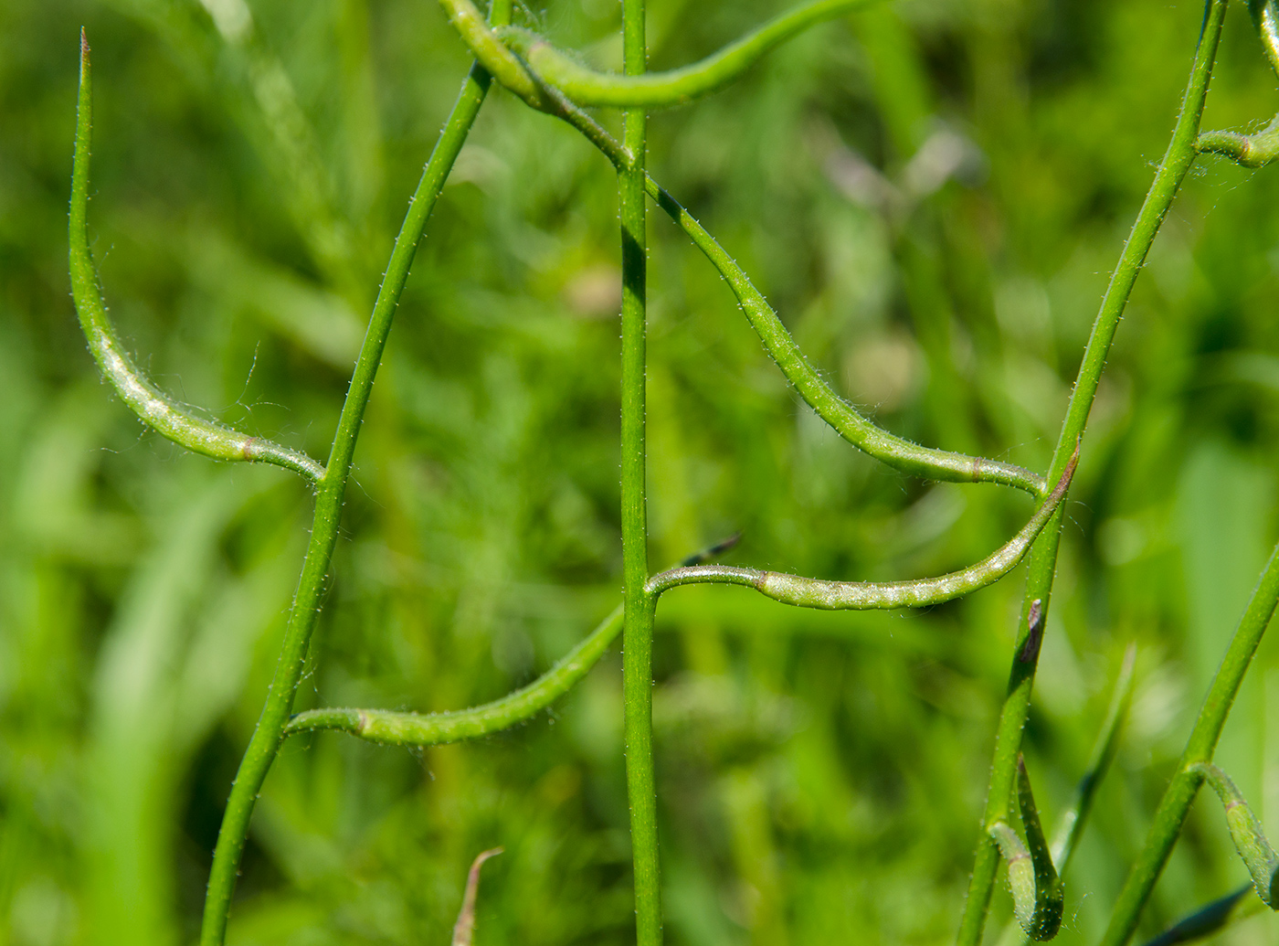 Image of Chorispora tenella specimen.