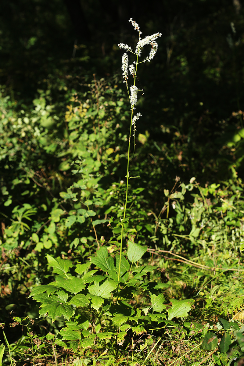 Image of Cimicifuga heracleifolia specimen.