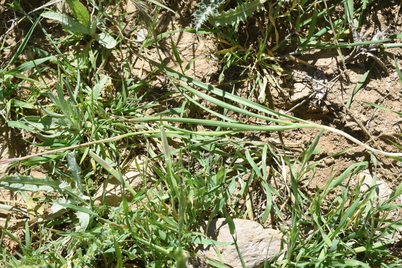 Image of Unknown species specimen.