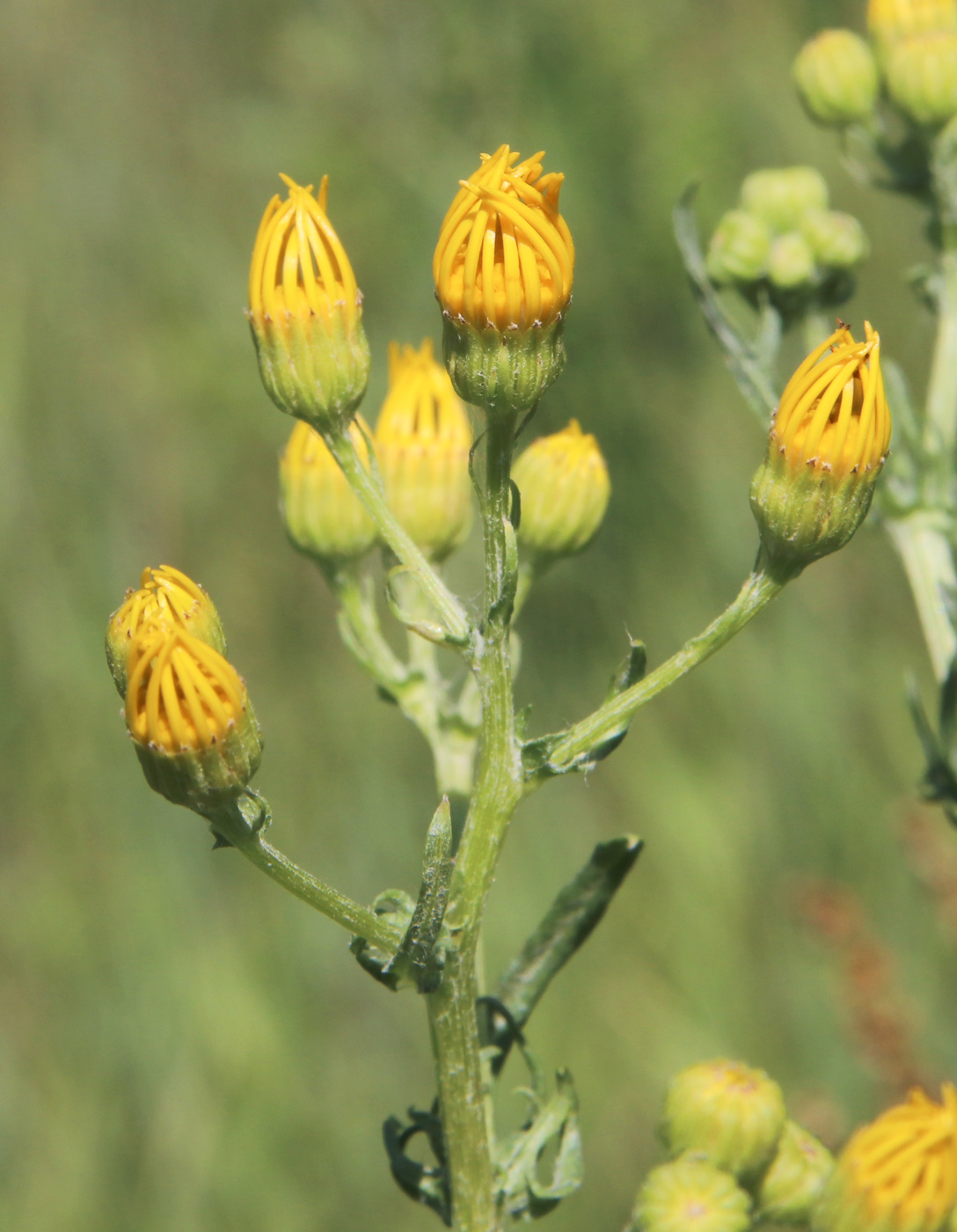 Image of Senecio jacobaea specimen.
