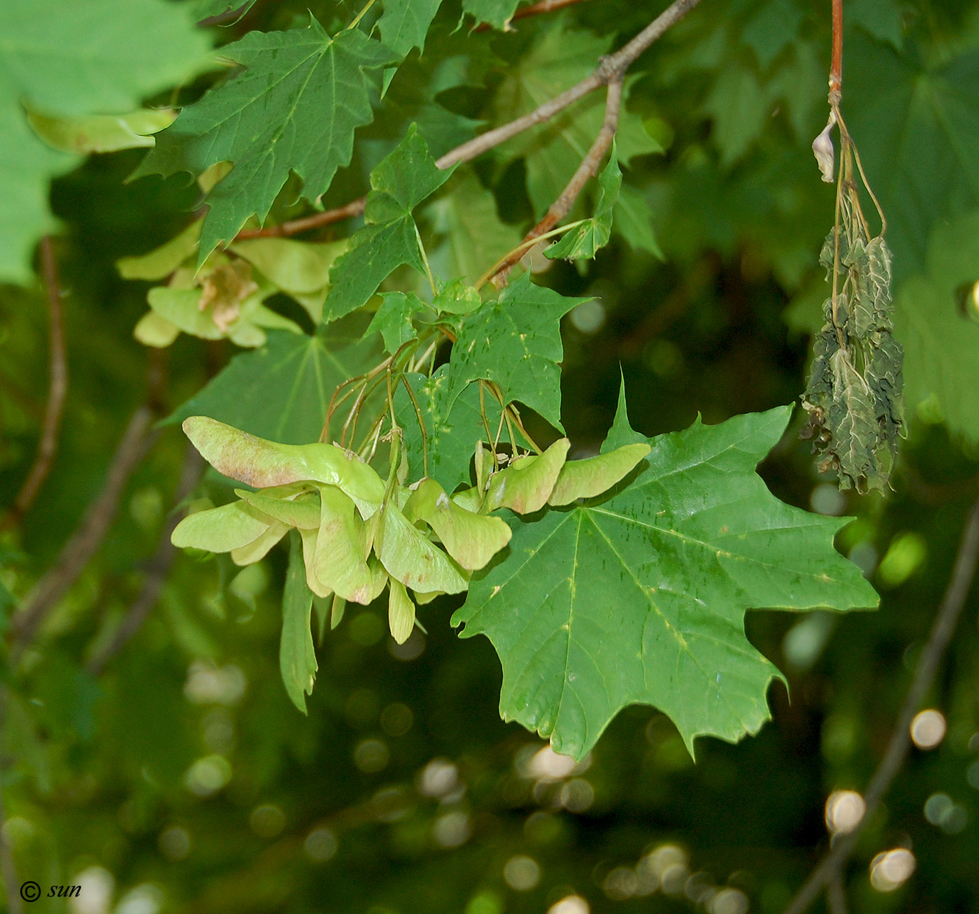 Image of Acer platanoides specimen.