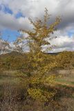 Crataegus pentagyna