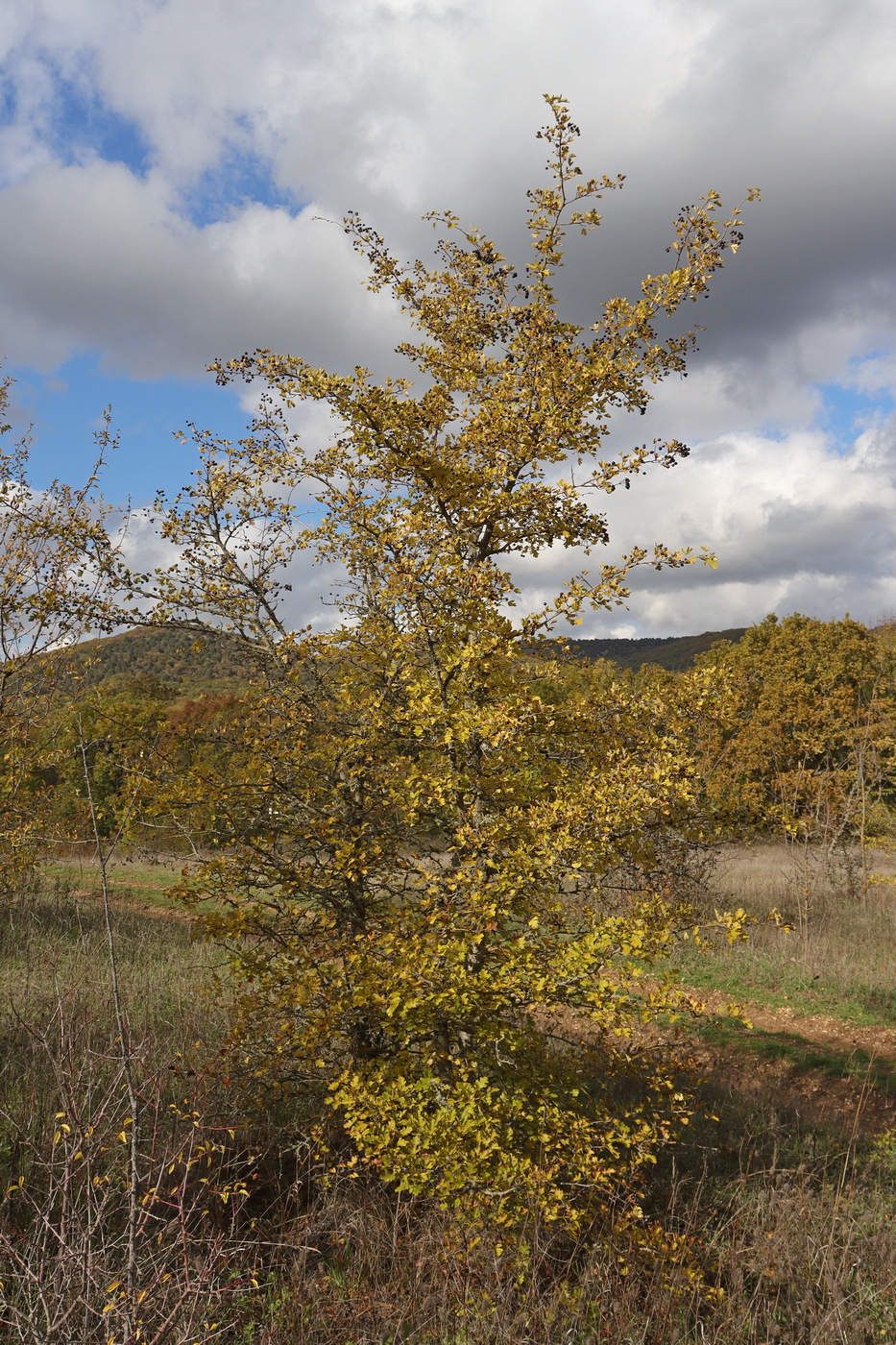 Image of Crataegus pentagyna specimen.