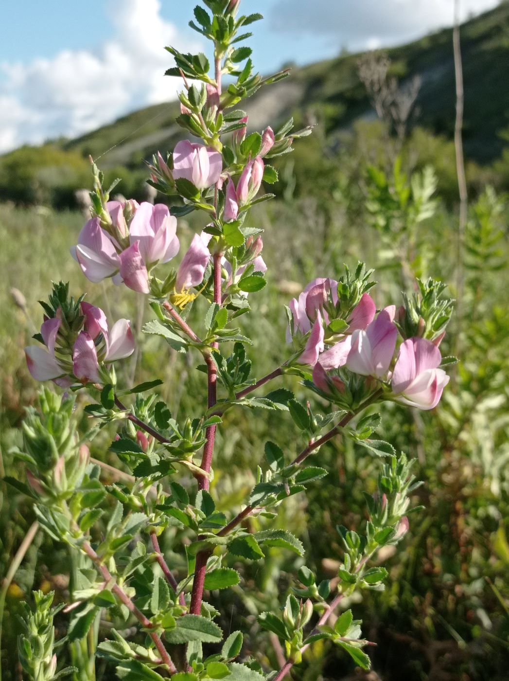Image of Ononis arvensis specimen.