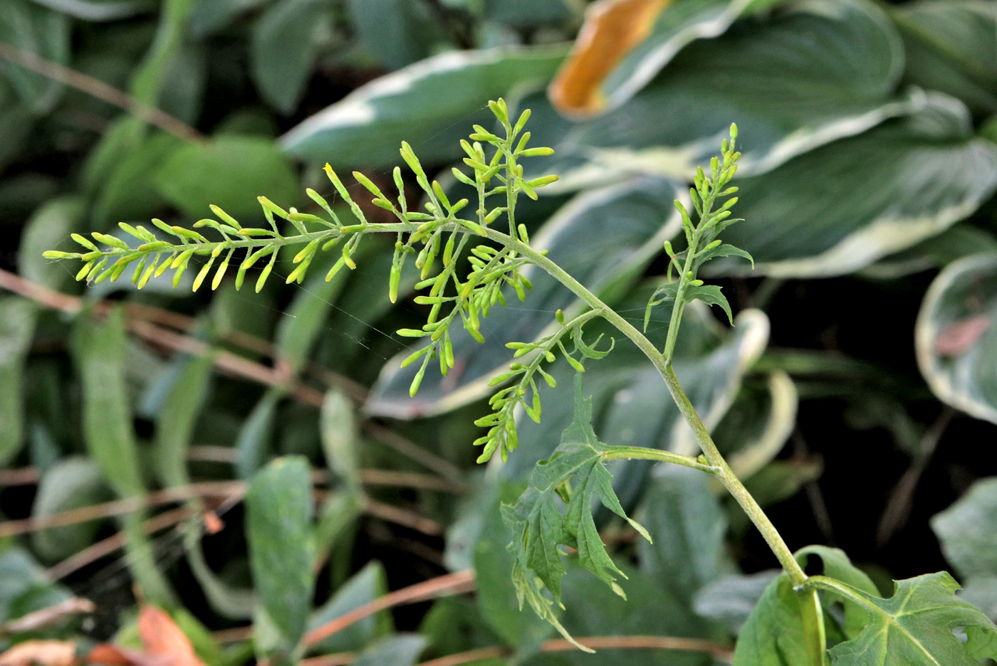 Image of Sinacalia tangutica specimen.