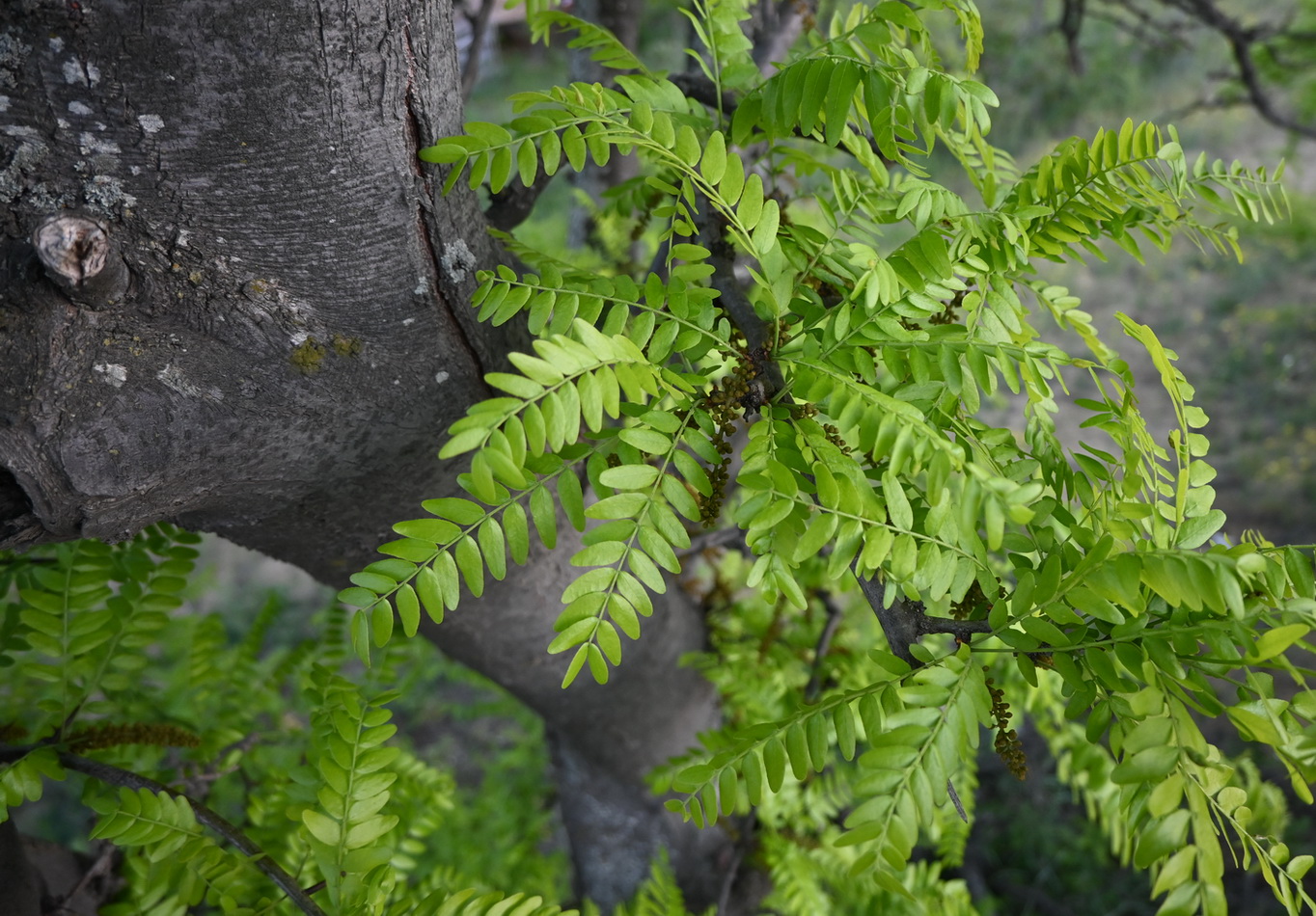 Изображение особи Gleditsia triacanthos.