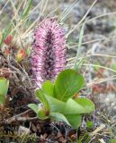 Salix arctica. Мужское соцветие и листья. Камчатский край, Мильковский р-н, Ганальский хр., северное подножие вулкана Бакенинг, седловина пер. Майский, ≈ 1280 м н.у.м., горная тундра. 30.06.2025.